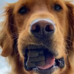 Here’s 3 Tasty Pet Food Ideas For Your Eco-Conscious Hooman