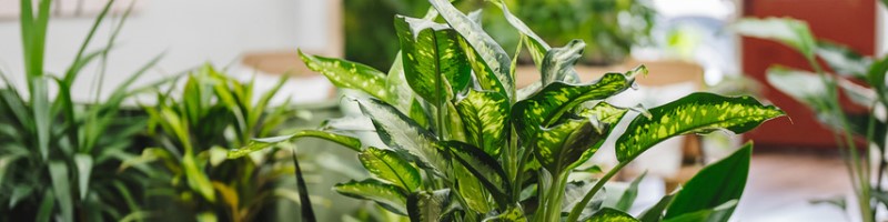 Habitat Plants + Coffee – Karmalize